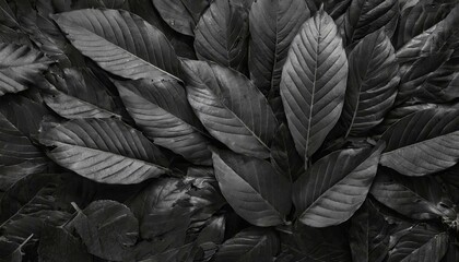 black and white feathers, Textures of abstract black leaves for tropical leaf background. Flat lay, dark nature concept, tropical leaf