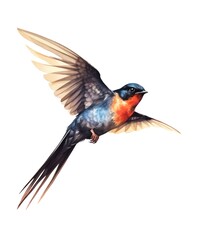 Fototapeta premium Watercolor illustration of a flying swallow bird isolated on white background.