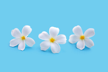 Fototapeta na wymiar Plumeria or frangipani flower on blue background. Copy space