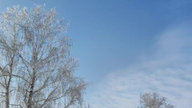 Frost falls from a tree