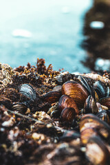 Muscles on a rock face