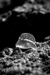 Bluebottle balances on the rockface
