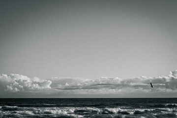A gull soars over the ocean