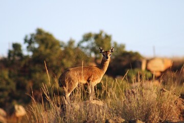 Klipspringer antelope on a mountainside