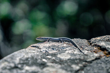 Striped skink on a rock