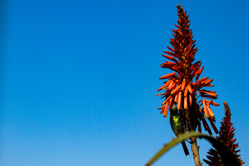 Sunbird Seeking Nectar