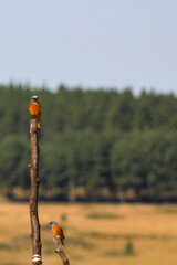 Rock thrush perching on a branch