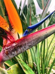 A bee drinking nectar from a strelitzia flower