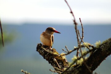Brown-hooded kingfisher perched on a tree