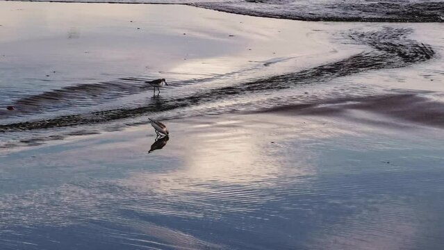 Sandpiper, Calidris running on the beach