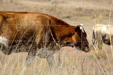 A Bull and his Herd