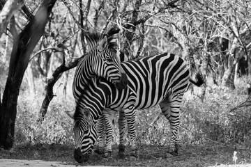 zebras in the wild