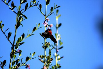 A carpenter bee hovers around flowers, searching for nectar