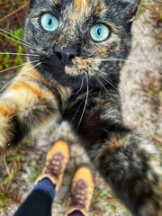 Tortoiseshell cat