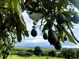 Avocado Tree