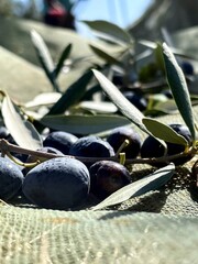 Harvesting olives 