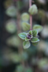 Callisia repens creeping inch plant vine green leaf turtle vine zoom in blur background