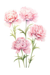 Vintage Illustration of Blooming Pink Peonies