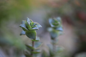Callisia repens creeping inch plant vine green leaf turtle vine zoom in blur background