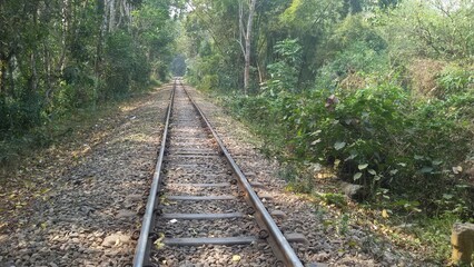 Lawachara national park