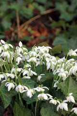 Obraz premium Snowdrops growing through ivy leaves, Derbyshire England 
