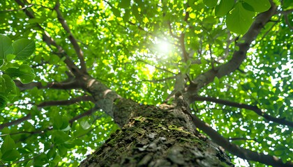 Fototapeta premium tree leaves closeup as concept for mental health awareness month. Sunshine peeking through canopy as sign of tranquility, peace and hope. Green spring time nature with sunshine