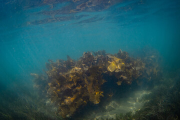 Beautiful kelp seaweed on the blue ocean water. - obrazy, fototapety, plakaty