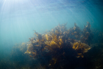 Beautiful kelp seaweed under the sunlight underwater.