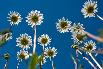 Chamomile wildflowers against a background of sun rays and blue sky
