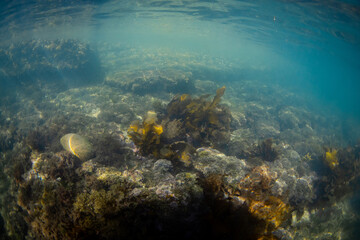Kelp seaweed on the coral reef underwater.