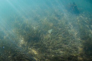 Fish swimming around the sea grass.