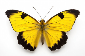 butterfly with yellow color wings, isolated on white background
