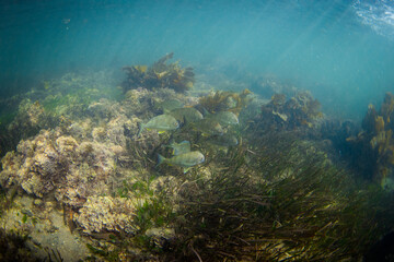 School of fish swimming around the reef.