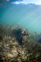 Fish swiming around the coral reef.