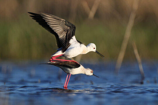 Fototapeta Black-winged Stilts during mating ritual with male spreading wings over female in a shallow wetland