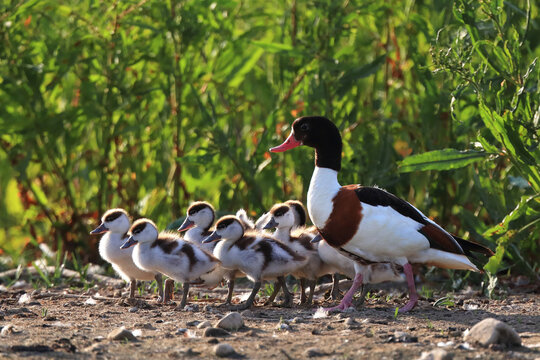 Female Common Shelduck with her line of fluffy ducklings walking on a dirt path with vegetation in the background