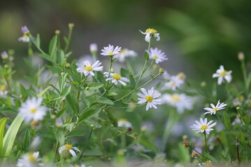 White flower Indian Kalimeris alba green background soft focus in the garden