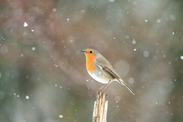Winter Robin Perched Amidst Gentle Snowfall