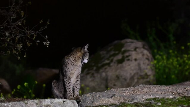 Iberian lynx in the Sierra de Andujar hunting at night, Jaen. Spain.