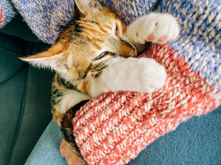 Content kitten snuggling in a cozy knit blanket