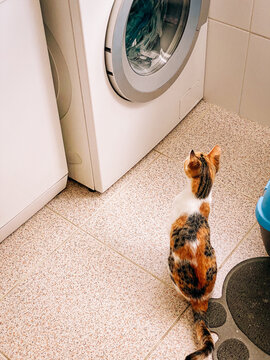 Calico cat watching clothes inside a washing machine