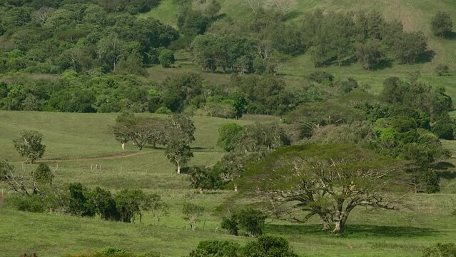 Nouvelle-Calédonie, terre d'élevage, paysages de la "brousse".