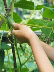 Child is hands picking fresh organic cucumbers while picking vegetables in the home garden. Healthy homemade vegetarian food for kids. Summer vacation in the country.