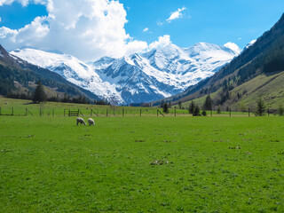 Sheep grazing on lush green alpine meadow with panoramic view of snow covered mountain peaks of...
