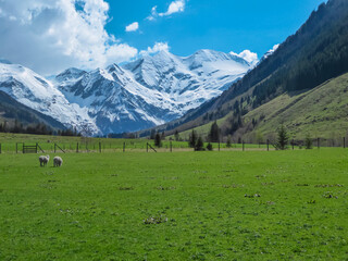 Fototapeta na wymiar Sheep grazing on lush green alpine meadow with panoramic view of snow covered mountain peaks of High Tauern in Fusch am Grossglockner, Salzburg, Austria. Beautiful nature in remote Austrian Alps