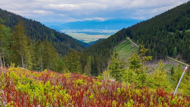 Panoramic view of alpine valley surrounded by forest growing on hills near Eppenstein, Mur Valley, Styria, Austria. Serene atmosphere in remote Austrian Alps. Idyllic hiking trail on cloudy summer day