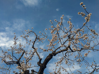 Almendro en flor