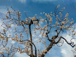 Almendro en flor