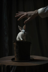 Magician with a rabbit - obrazy, fototapety, plakaty