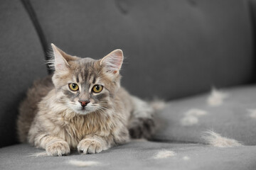 Pet shedding. Cute cat with lost hair on grey sofa, space for text